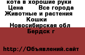 кота в хорошие руки › Цена ­ 0 - Все города Животные и растения » Кошки   . Новосибирская обл.,Бердск г.